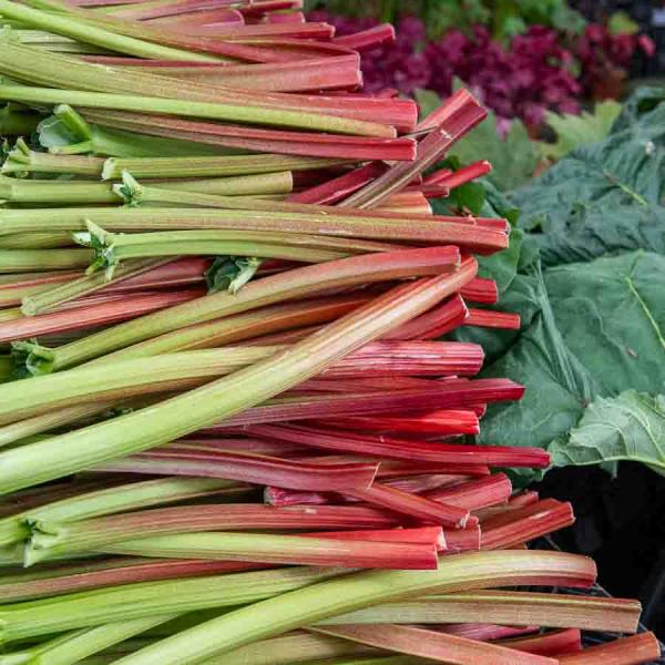 Potagères - Rhubarbe Victoria - Légumes d'Autrefois - face recto